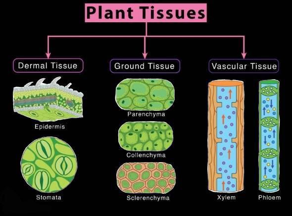 plantanatomy4