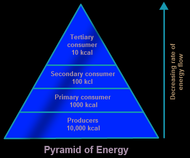 Ecological Pyramid Diagram