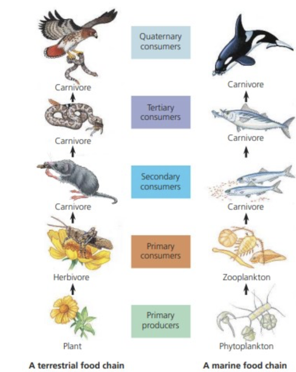 Example of a Food Chain