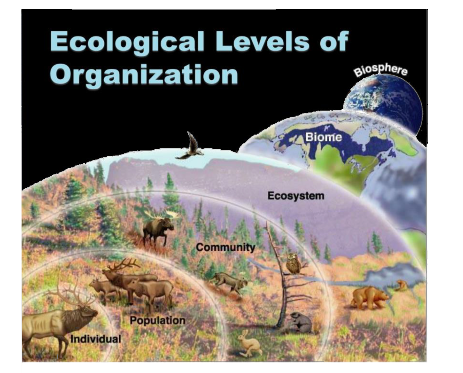 Levels of Ecological Organization