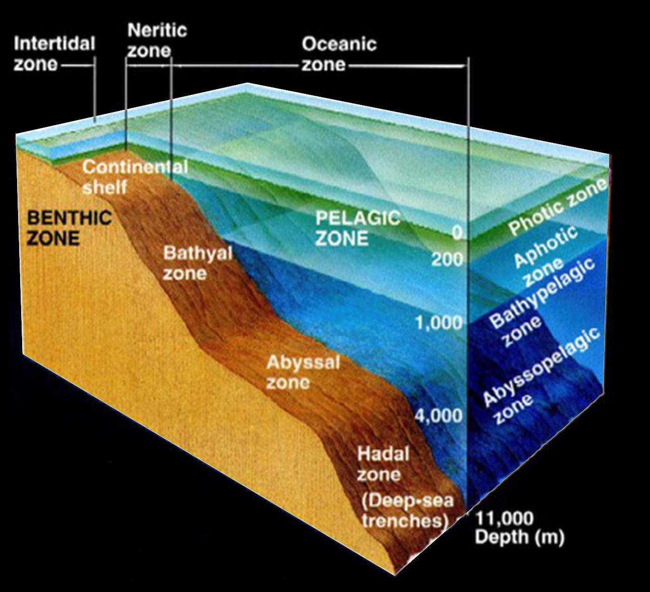 Levels of Ecological Organization