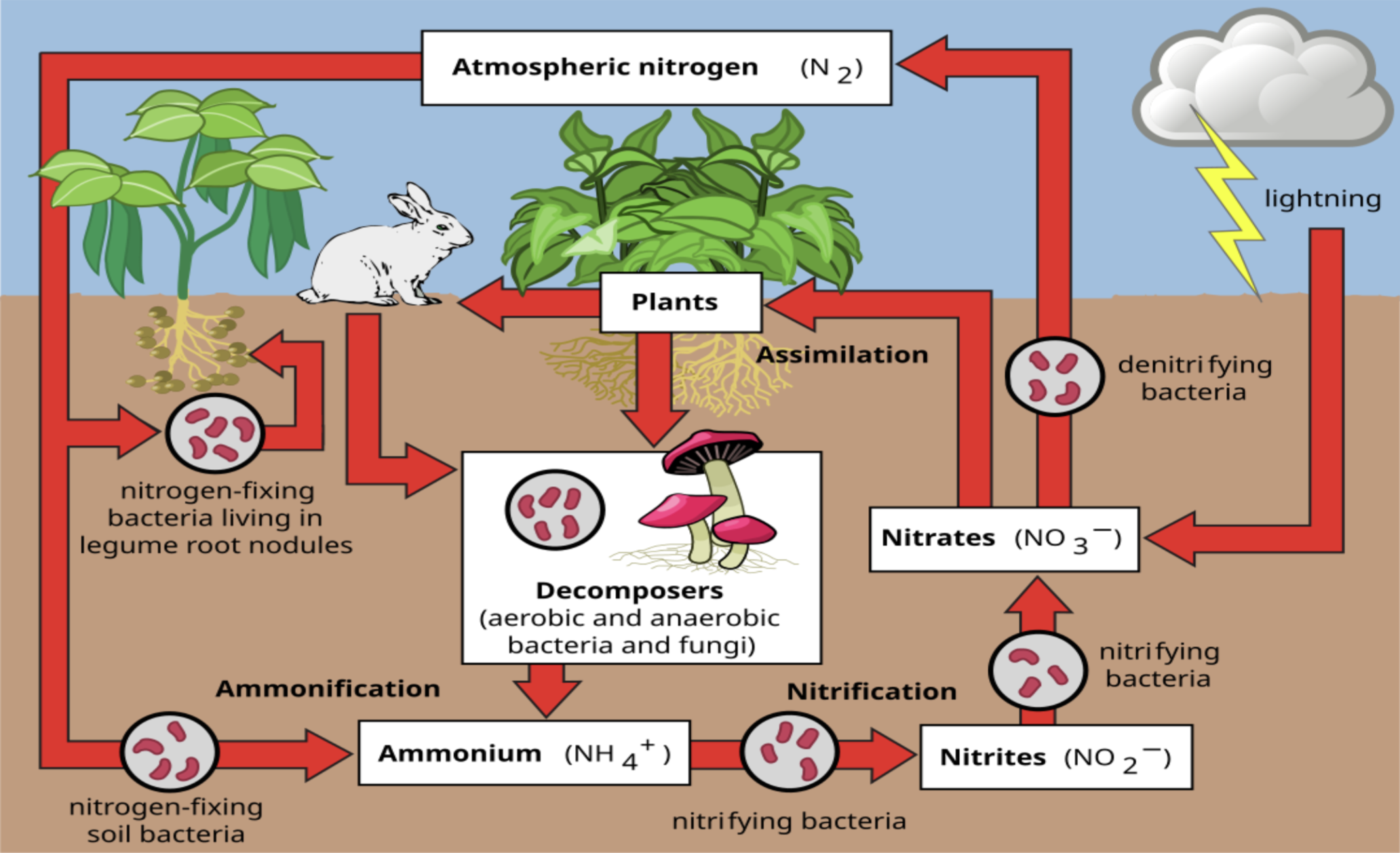 Nitrogen Cycle Diagram