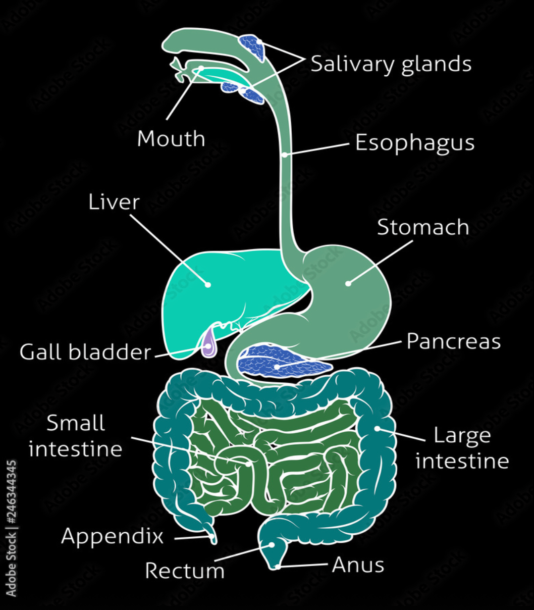 Alimentary Canal
