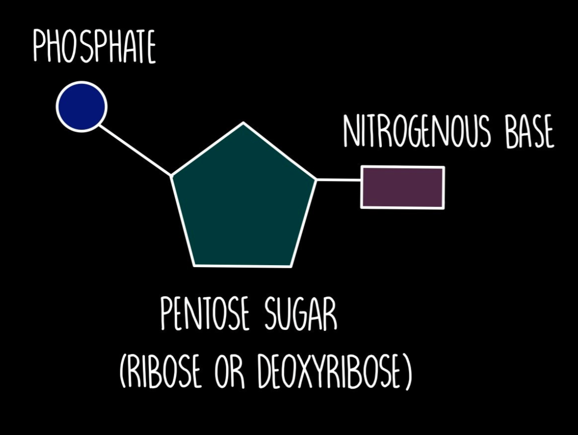 Structure of Nucleotide
