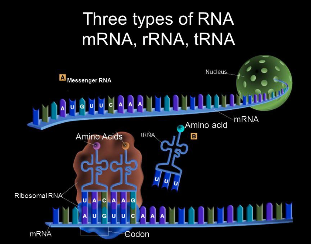 RNA Types Diagram